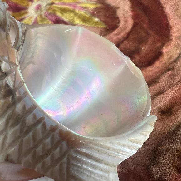 Antique Victorian Carved Shell Fish Bowl String Holder Basket Curio Salt Cellar - Picture 7 of 10